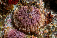Pododesmus macrochisma (Abalone Jingle)