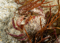 Romaleon antennarium (Pacific Rock Crab)