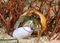 Pagurus granosimanus (Grainyhand Hermit Crab)
