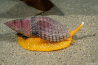 Megasurcula stearnsiana (Stearns' Turrid)