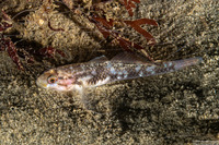 Rhinogobiops nicholsii (Blackeye Goby)