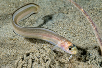Ophidion scrippsae (Basketweave Cusk-Eel)