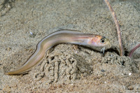 Ophidion scrippsae (Basketweave Cusk-Eel)