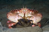 Romaleon antennarium (Pacific Rock Crab)