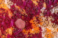 Patiria miniata (Bat Star)