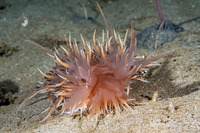 Dendronotus iris (Rainbow Dendronotus)