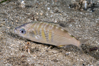 Cymatogaster aggregata (Shiner Perch)
