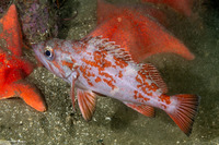 Sebastes miniatus (Vermilion Rockfish)