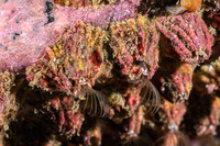 Tetraclita rubescens (Pink Acorn Barnacle)