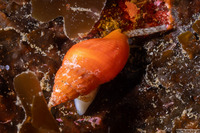 Amphissa versicolor (Variegate Amphissa)