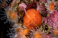 Aldisa sanguinea (Red Aldisa)