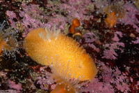 Acanthodoris lutea (Yellow Horned Dorid)