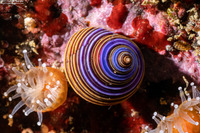 Calliostoma ligatum (Blue Top Snail)