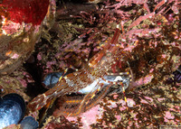 Pandalus danae (Dock Shrimp)