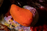 Aldisa sanguinea (Red Aldisa)