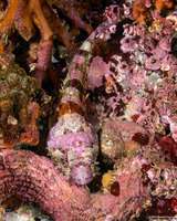 Artedius corallinus (Coralline Sculpin)