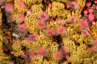 Corynactis californica (Club-Tipped Anemone)