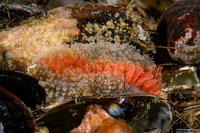 Anthopleura artemisia (Moonglow Anemone)