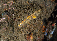 Mopalia ciliata (Hairy Chiton)