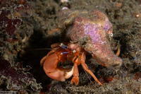 Pagurus retrorsimanus (Pagurus Retrorsimanus)
