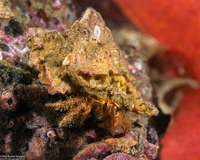 Paguristes ulreyi (Furry Hermit Crab)