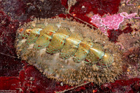 Mopalia spectabilis (Red-Flecked Mopalia)