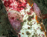 Pododesmus macrochisma (Abalone Jingle)