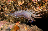 Heptacarpus palpator (Intertidal Coastal Shrimp)