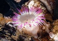 Anthopleura sola (Sunburst Anemone)