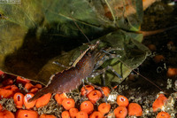 Heptacarpus palpator (Intertidal Coastal Shrimp)