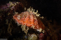 Terebratalia transversa (Common Lampshell)