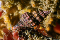 Hesperaptyxis luteopictus (Painted Spindle)