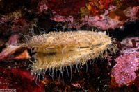Chlamys hastata (Spiny Scallop)