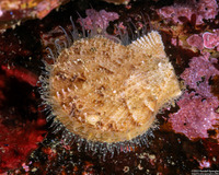 Chlamys hastata (Spiny Scallop)