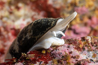 Atrimitra idae (Ida's Miter)