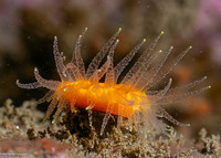Balanophyllia elegans (Orange Cup Coral)