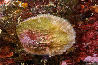 Pododesmus macrochisma (Abalone Jingle)