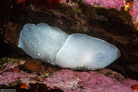 Berthella chacei (White Berthella)