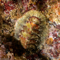 Mopalia spectabilis (Red-Flecked Mopalia)