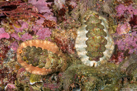 Mopalia spectabilis (Red-Flecked Mopalia)