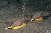 Megasurcula carpenteriana (Carpenter's Turrid)