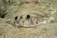 Citharichthys stigmaeus (Speckled Sanddab)