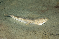 Leptocottus armatus (Pacific Staghorn Sculpin)