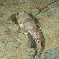 Leptocottus armatus (Pacific Staghorn Sculpin)