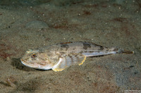 Leptocottus armatus (Pacific Staghorn Sculpin)