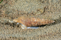 Ophiodermella inermis (Mudflat Snail)