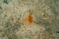 Pachycerianthus aestuari (Pachycerianthus Aestuari)