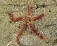 Ophiothrix spiculata (Spiny Brittle Star)
