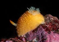 Acanthodoris lutea (Yellow Horned Dorid)