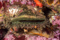 Crassadoma gigantea (Rock Scallop)